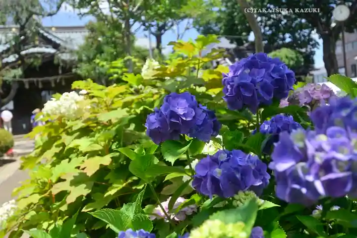 白山神社の自然