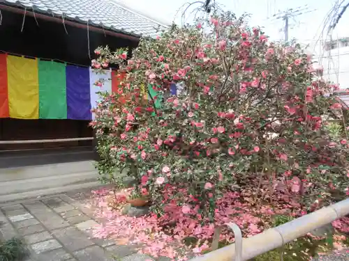地蔵院（椿寺）の自然