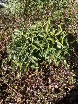 須賀神社（楽田西北野）の自然