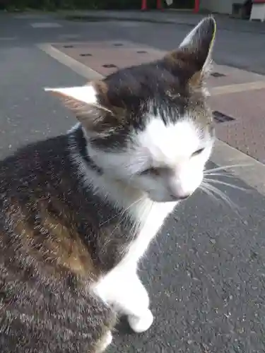 御誕生寺（猫寺）(福井県)
