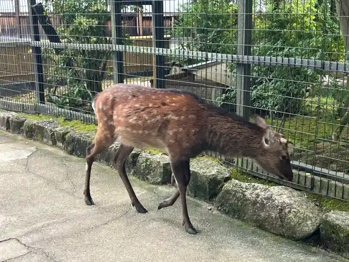 厳島神社(広島県)