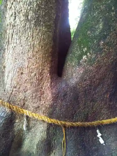 伊弉諾神宮の自然