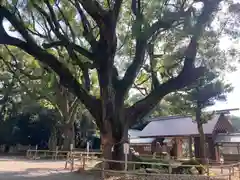 伊曽乃神社(愛媛県)