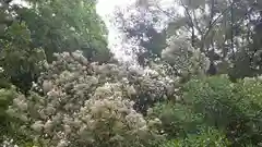 賀茂御祖神社（下鴨神社）の自然