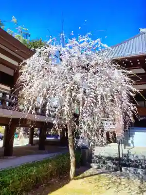 妙法寺(東京都)