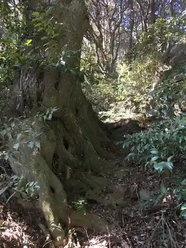 佐志能神社の自然