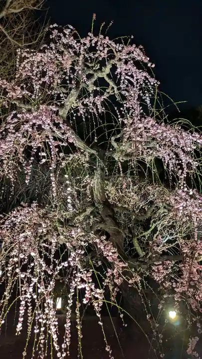 東寺(教王護国寺)(京都府)