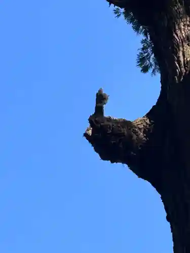 霧島神宮の{uncategorized: "未分類", other: "その他", undefined: "問題あり", building: "その他建物", grave: "お墓", sacred_gate: "鳥居", guardian: "狛犬", statue: "像", buddha: "仏像", history: "歴史", nature: "自然", garden: "庭園", animal: "動物", pagoda: "塔", temizu: "手水舎", mountain_gate: "山門・神門", sanctuary: "本殿・本堂", subordinate: "末社・摂社", art: "芸術", scenery: "景色", jizo: "地蔵", ema: "絵馬", goshuin: "御朱印", omikuji: "おみくじ", items: "授与品その他", amulet: "お守り", goshuincho: "御朱印帳", eats: "食事", festival: "お祭り", votive_dance: "神楽", shichigosan: "七五三参", wedding: "結婚式", experience: "体験その他", initially: "初詣", around: "周辺", anti_infection: "感染症対策"}