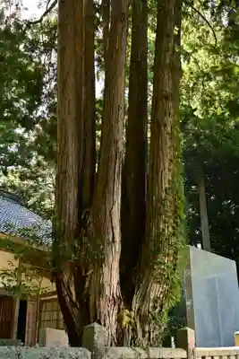 三島神社(藤縄森三島神社)(愛媛県)