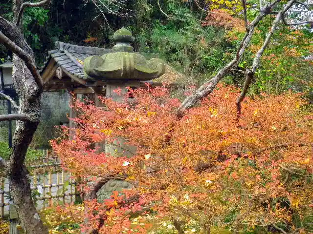 安國論寺(安国論寺)の自然
