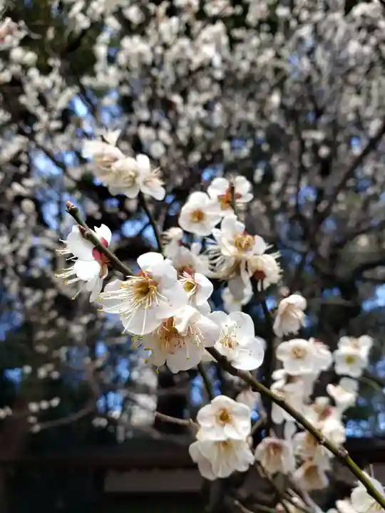 乃木神社の自然