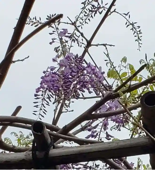 藤神稲荷神社の自然