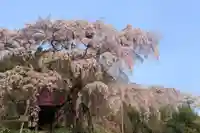 上石不動堂の自然