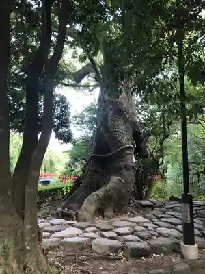 三嶋大社(静岡県)