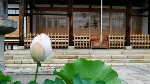 妙蓮寺の本殿・本堂