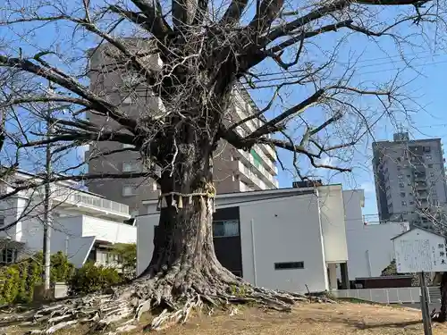 津島神社の自然
