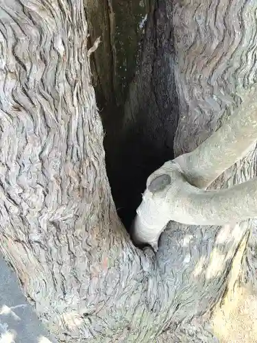 由加神社（和気由加神社）の自然
