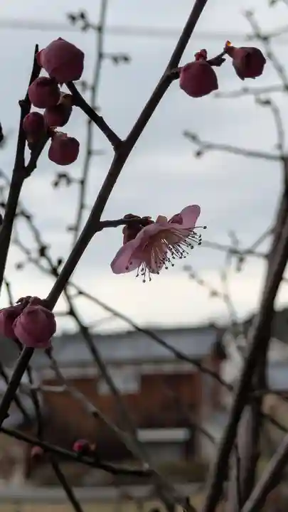 平野天満宮(滋賀県)
