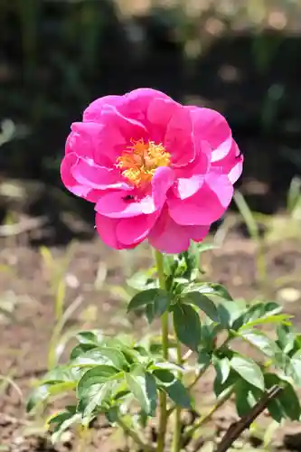 氷川女體神社(埼玉県)