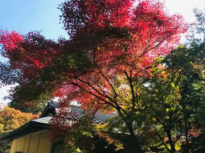 西芳寺の{uncategorized: "未分類", other: "その他", undefined: "問題あり", building: "その他建物", grave: "お墓", sacred_gate: "鳥居", guardian: "狛犬", statue: "像", buddha: "仏像", history: "歴史", nature: "自然", garden: "庭園", animal: "動物", pagoda: "塔", temizu: "手水舎", mountain_gate: "山門・神門", sanctuary: "本殿・本堂", subordinate: "末社・摂社", art: "芸術", scenery: "景色", jizo: "地蔵", ema: "絵馬", goshuin: "御朱印", omikuji: "おみくじ", items: "授与品その他", amulet: "お守り", goshuincho: "御朱印帳", eats: "食事", festival: "お祭り", votive_dance: "神楽", shichigosan: "七五三参", wedding: "結婚式", experience: "体験その他", initially: "初詣", around: "周辺", anti_infection: "感染症対策"}