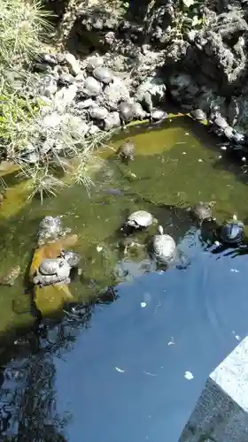 成田山川越別院の動物