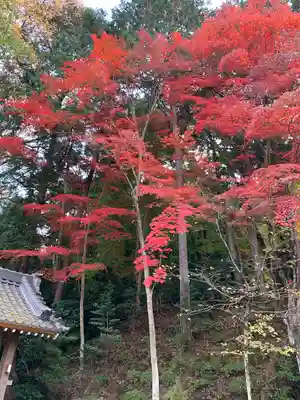 楠妣庵観音寺の自然