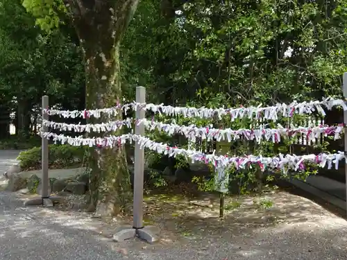 東郷神社のおみくじ