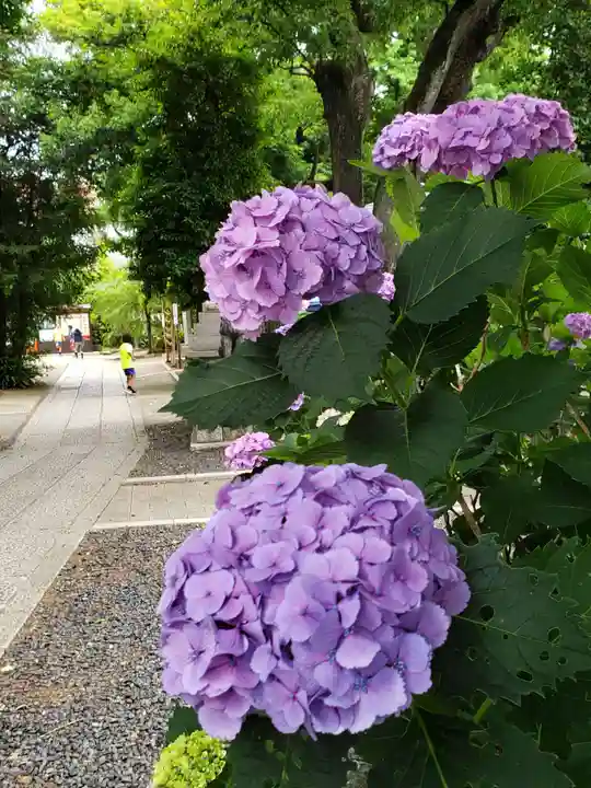 鳩森八幡神社(東京都)