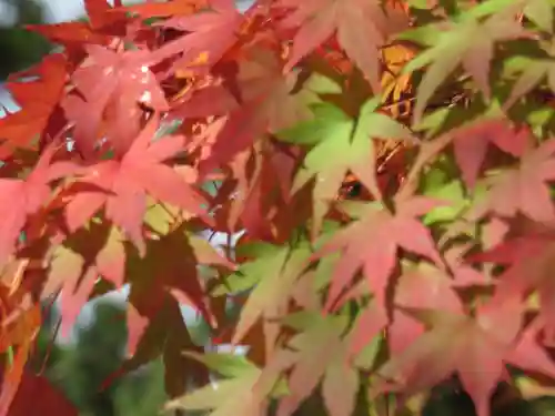 園城寺（三井寺）の自然