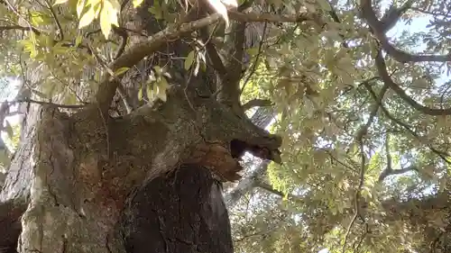 八幡竃門神社の自然
