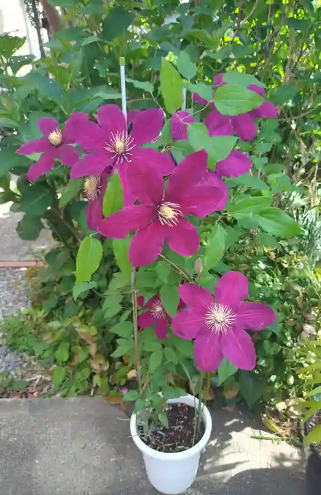 本郷氷川神社(東京都)