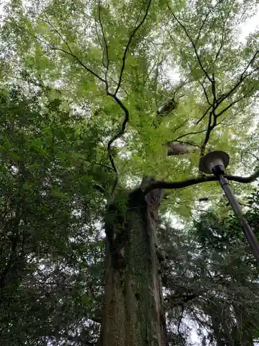 沓掛香取神社の自然