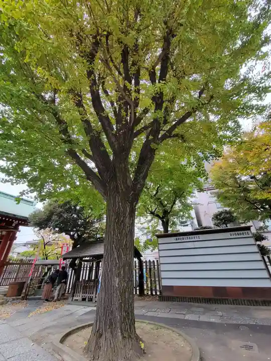白幡八幡神社の自然