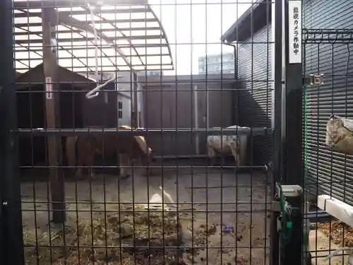 五方山熊野神社の動物