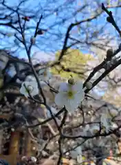 乃木神社の自然