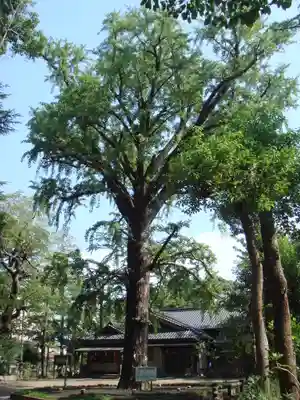 飯香岡八幡宮の自然
