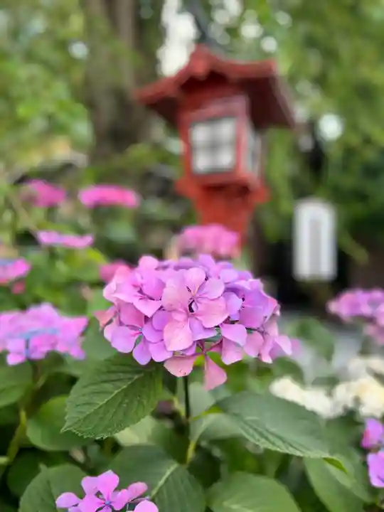 川越八幡宮(埼玉県)
