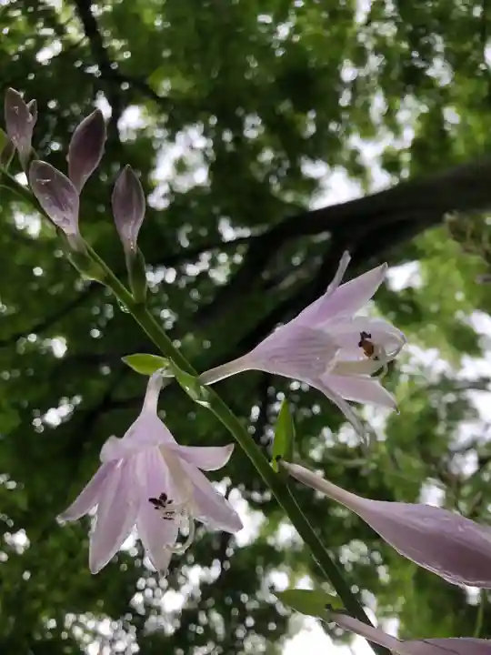 境香取神社の自然