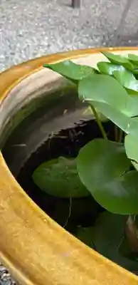 阿佐ヶ谷神明宮(東京都)