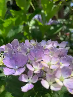 おふさ観音（観音寺）(奈良県)