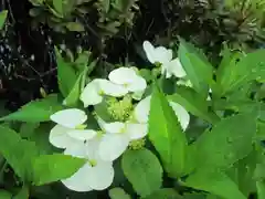 屋久島大社の自然