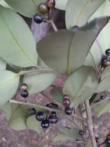 酒門神社(茨城県)