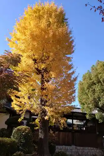 四天王寺(大阪府)