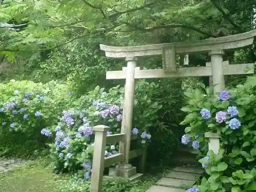 杉本寺の鳥居