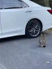 高龗神社の動物