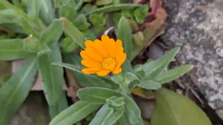 直会神社の自然