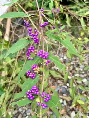 梅宮大社(京都府)