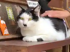 王子神社の動物