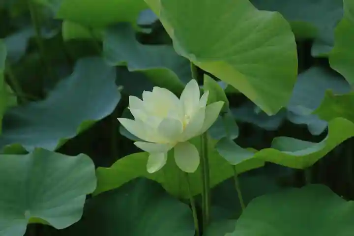 龍興寺(浮見観音)の自然