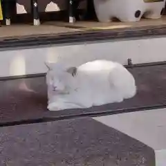 今戸神社(東京都)